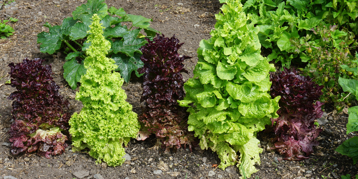 Bolted Lettuce